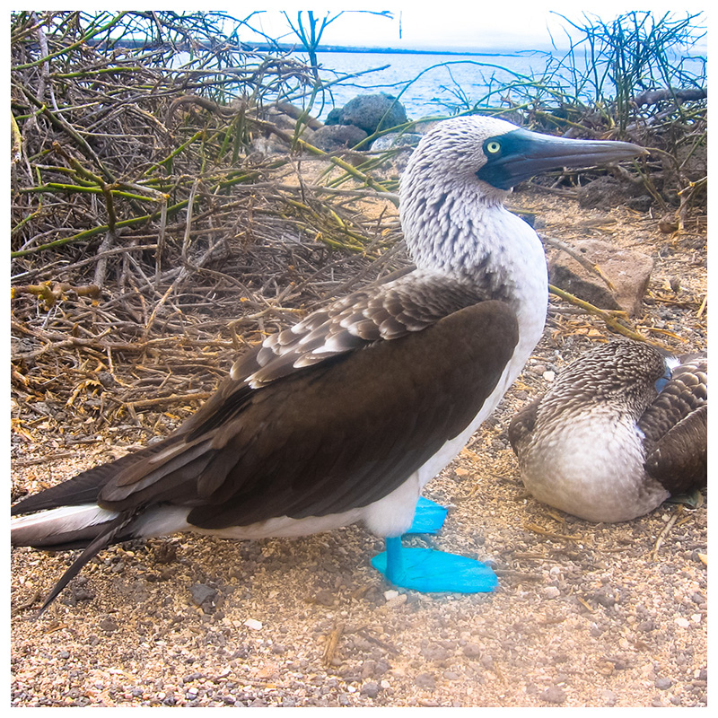 Galapagos, Blue footed booby