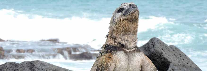 anahi yacht galapagos